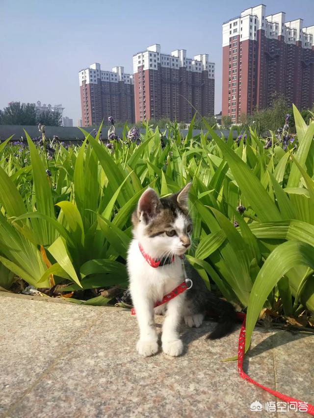 猫走丢了,第一时间找的话,大概在多远的地方能找到？