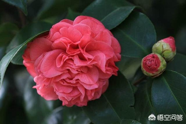 头条问答 - 羞奇茶花北方市内能种植吗?(8个回答)