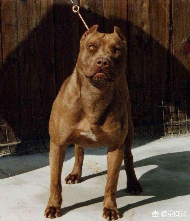 比特狗:比特狗图片及价格 把比特犬和中华田园犬放到野外，谁能够生存下来？为什么？