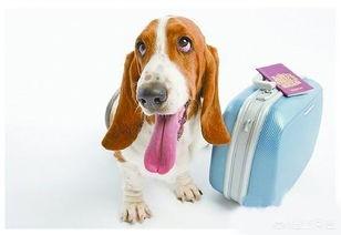 宠物旅行最佳搭配:五一出游，你是怎么提前安置家里的宠物的？