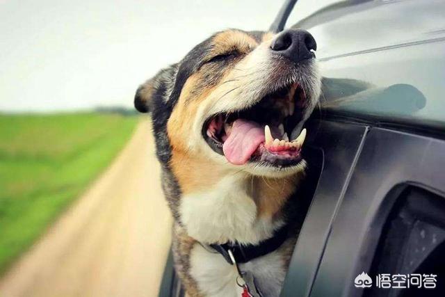 头条问答 - 为什么有的狗坐车的时候喜欢把头探出窗外?(65个回答)