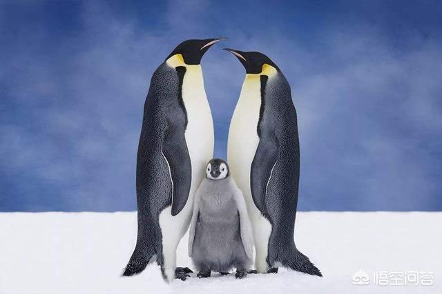 头条问答 - 王企鹅和帝企鹅有什么不一样?(3个回答)