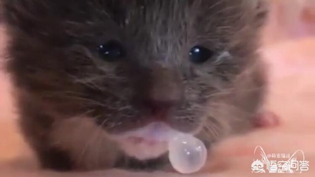 自制清淡猫饭:自制猫饭配方 猫咪得了口腔溃疡后要注意些什么？