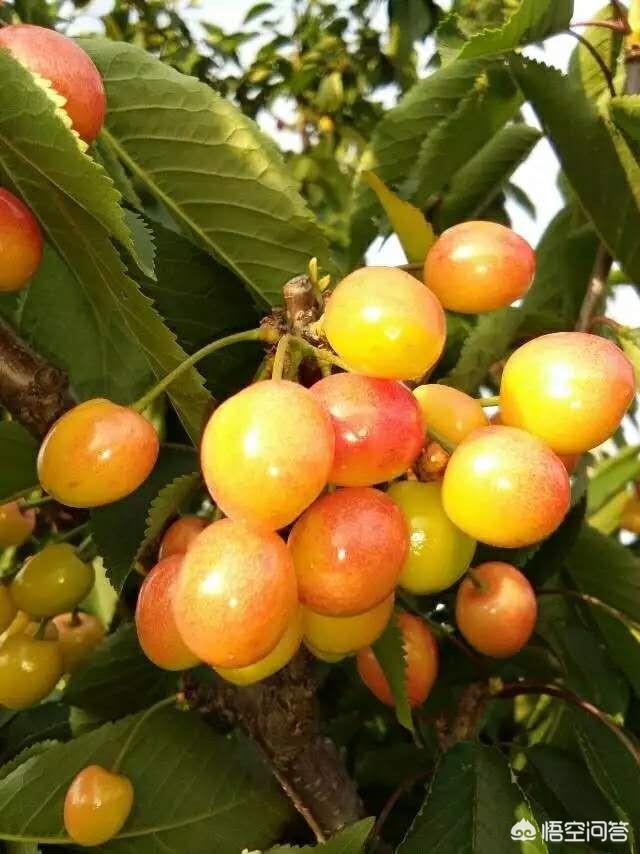 头条问答 - 佐藤锦樱桃的优缺点有哪些?市场前景怎么样?(6个回答)