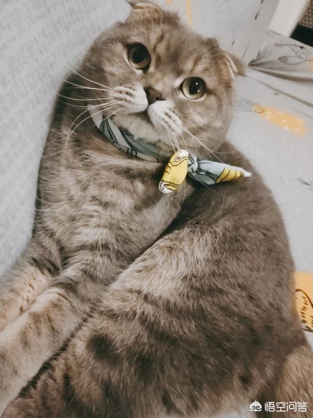 素力高海藻粉对猫咪的作用:猫总掉毛，吃点什么比较好？