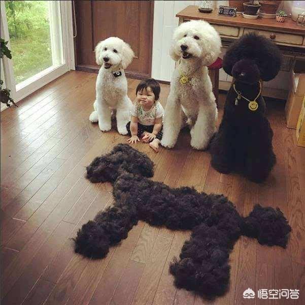 为什么现在那么少人养巨型贵宾犬？