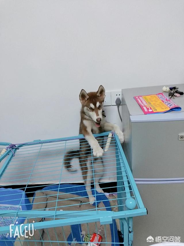 大狗battle视频:你家里的猫狗到底有多欠揍？