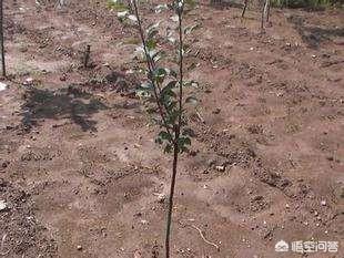 2019年种植什么果树利润高？