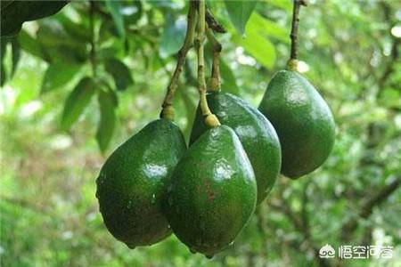 头条问答 - 红油果的营养价值如何?(3个回答)