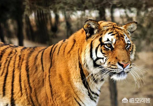 熊猫和饲养员吵架:大熊猫会不会依赖它的饲养员呢