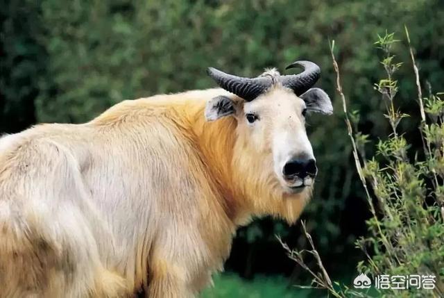 熊猫和饲养员吵架:大熊猫会不会依赖它的饲养员呢