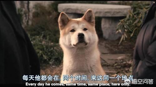 忠犬八公的故事观后感:大家在观看《忠犬八公》这部电影后有什么体会和感觉吗？ 忠犬八公的故事观后感300字