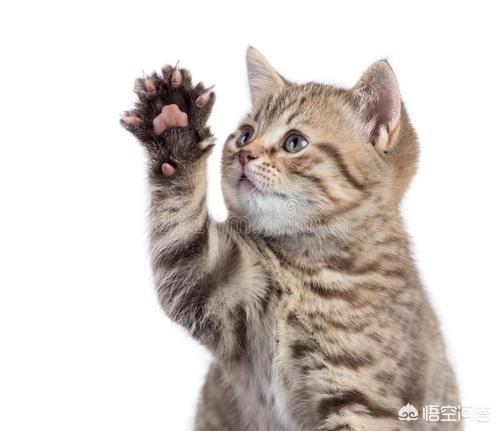 lovecat:给刚到家的银虎斑猫用什么猫砂比较好？