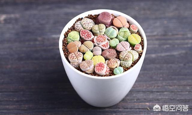 石花图片,新买的生石花挤的很紧，还用换盆吗？