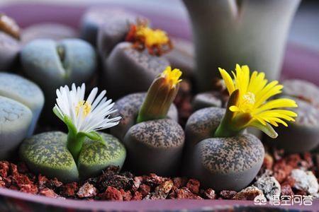 石花图片,新买的生石花挤的很紧，还用换盆吗？