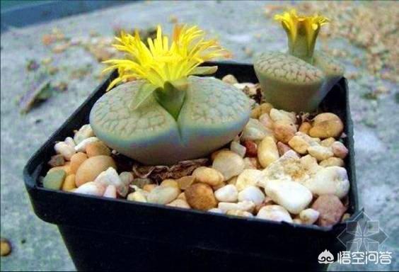 石花图片,新买的生石花挤的很紧，还用换盆吗？