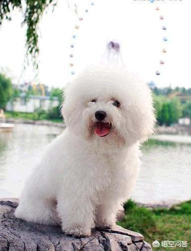 比熊吃的天然狗粮哪个牌子好:比熊狗狗吃什么狗粮好？又美毛又去泪腺的？
