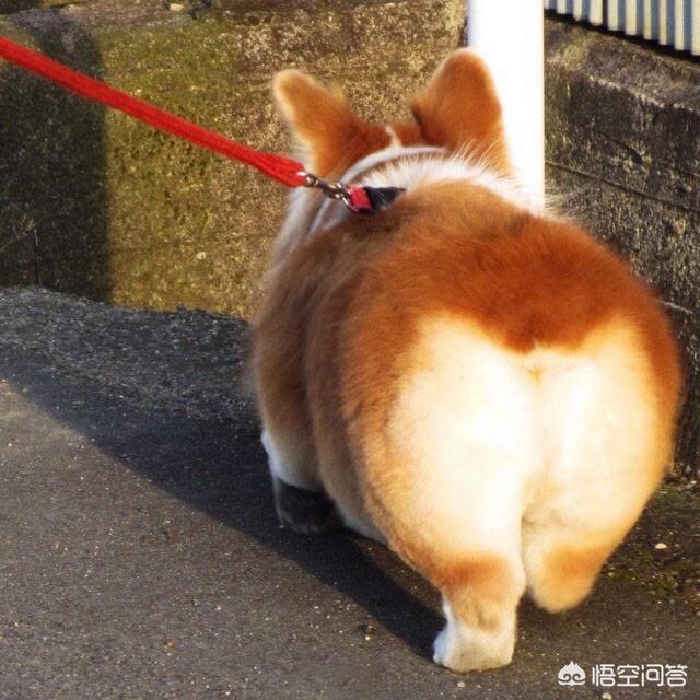比格猎犬特点:养一只比格犬是一种怎样的体验？