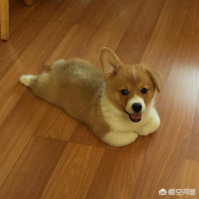 小型犬智商排名:博美犬的智商在犬类中排第几位？