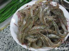 日本对虾红体治疗方法:南美白对虾肠炎病怎么预防？