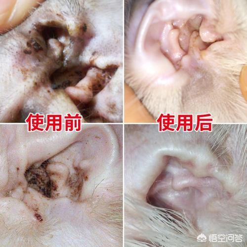 耳螨酒精可以用吗:狗狗得了耳螨能用碘伏吗？