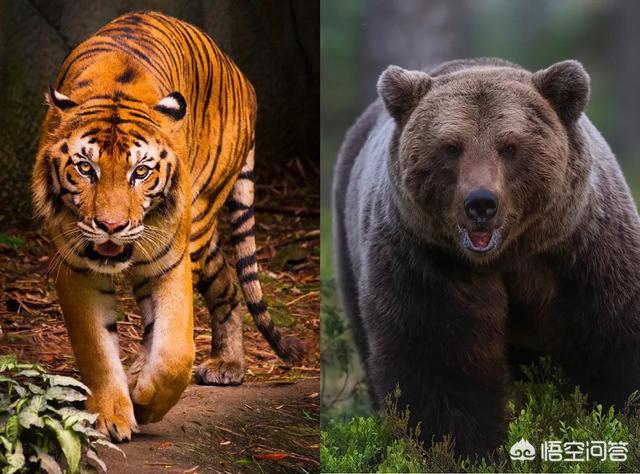 头条问答 - 科迪亚克棕熊和东北虎谁更厉害?(14个回答)