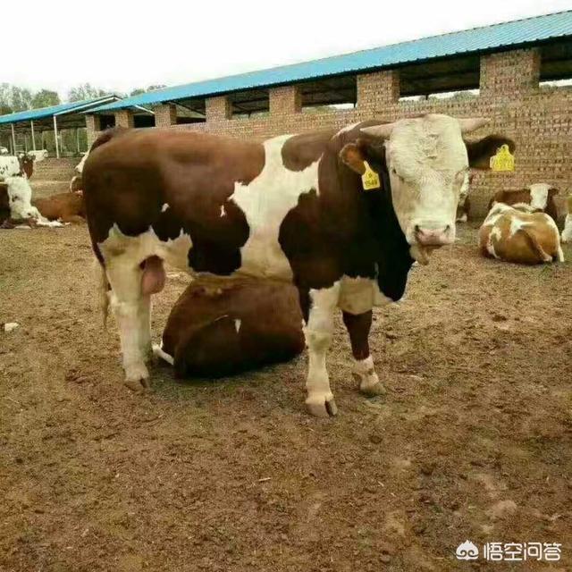 肉牛饲养技术:养牛的成本与利润是多少？