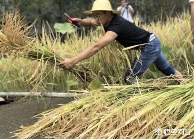 金盏菊生长过程图片:金盏菊的生长过程 金盏菊春天什么时间播种？