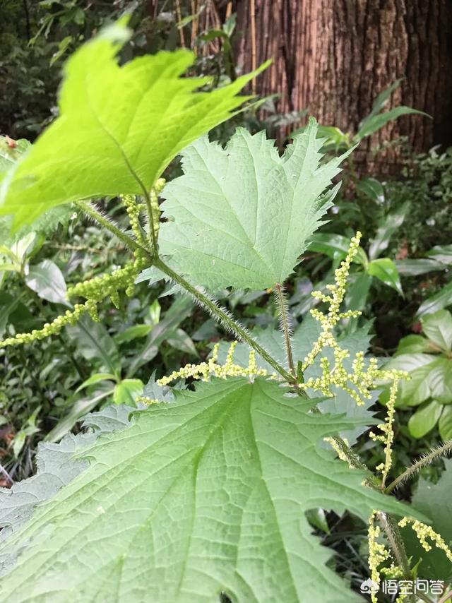 原来农村有一种植物叫荨麻，碰过它的人还会有记忆吗？知道有什么用途吗？
