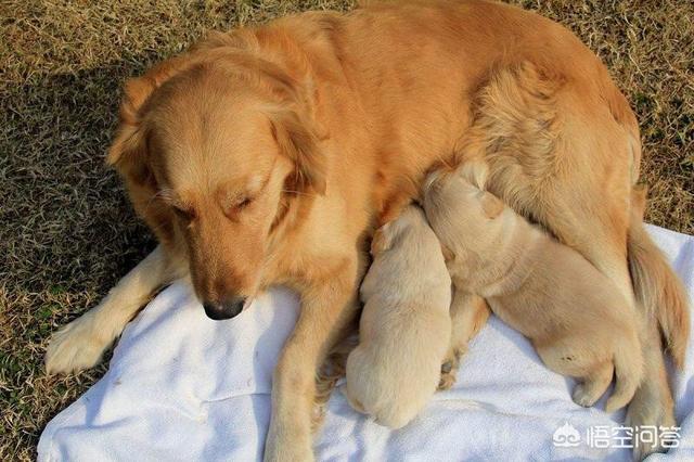 哺乳期狗狗食欲不振:母犬产后无食欲，怎么办？