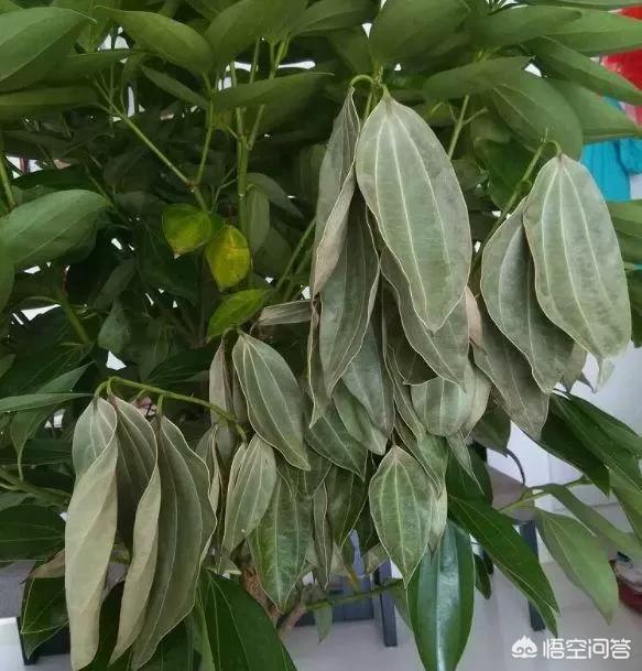 平安树的养殖方法和注意事项大全:平安树的叶子不绿，有斑驳的黄，怎么养护？