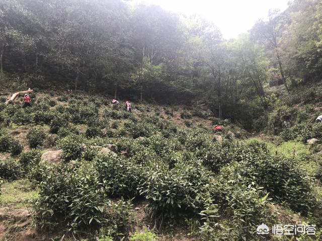 祁红的冲泡方法是怎样的？