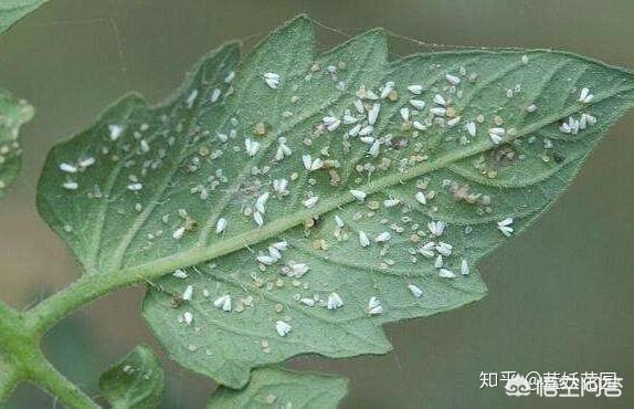 蚜虫怎么防治:蚜虫防治有什么好的办法吗？
