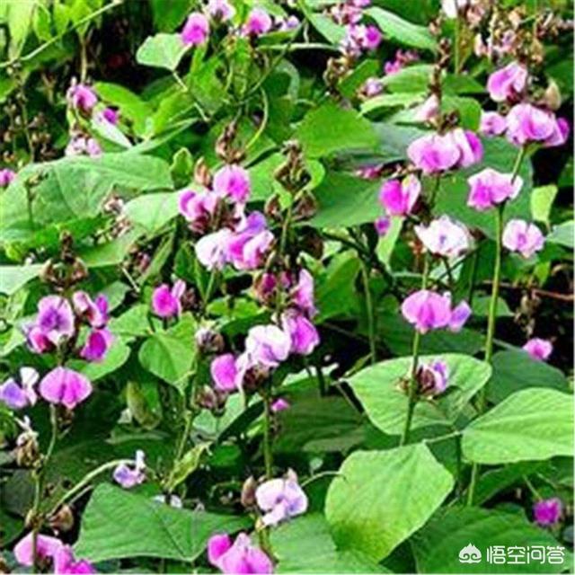 头条问答 梅豆什么时间播种好 16个回答