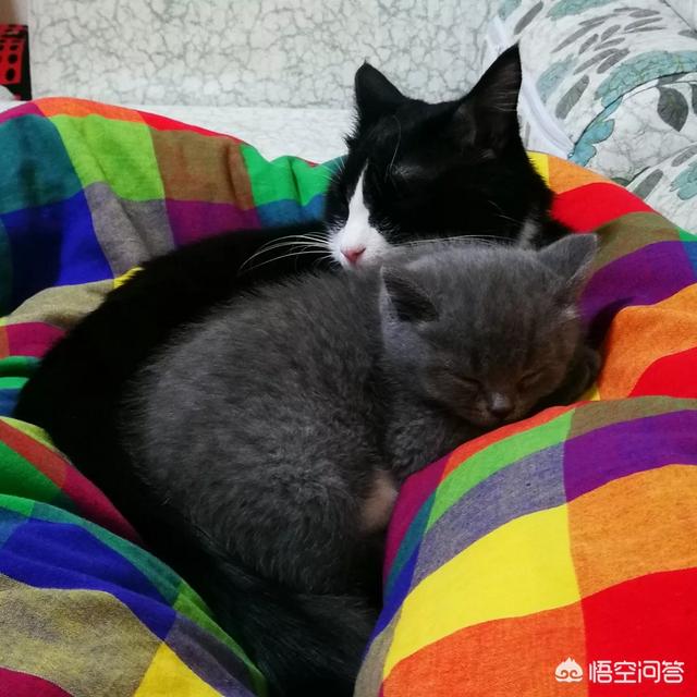 猫咪不乖的作品请:想养猫但是猫身上的味道太重，该怎么办？ 猫咪不乖的全部小说作品集