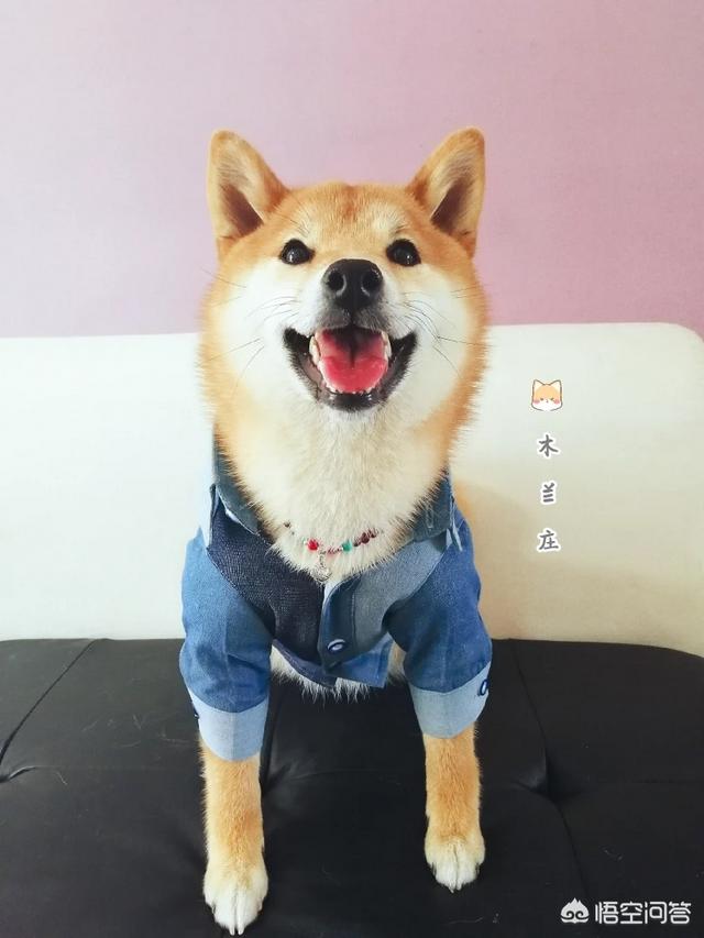 挤奶喂小狗:狗狗受凉奶水堵住了怎么办？