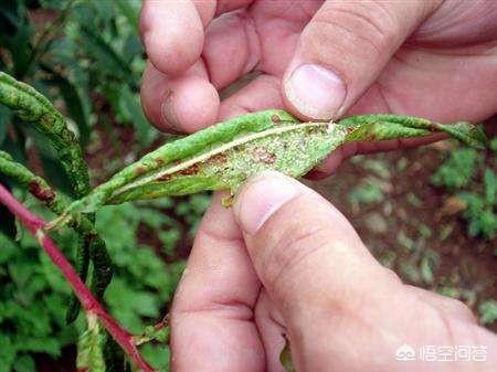 水果大战害虫:石榴的病虫害主要有哪些，怎样防治？