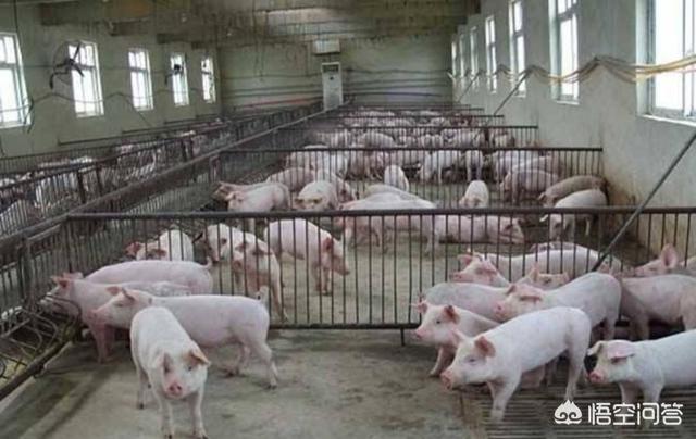 母猪生小孩:怎么样让母猪“心甘情愿”的接纳其他猪崽？