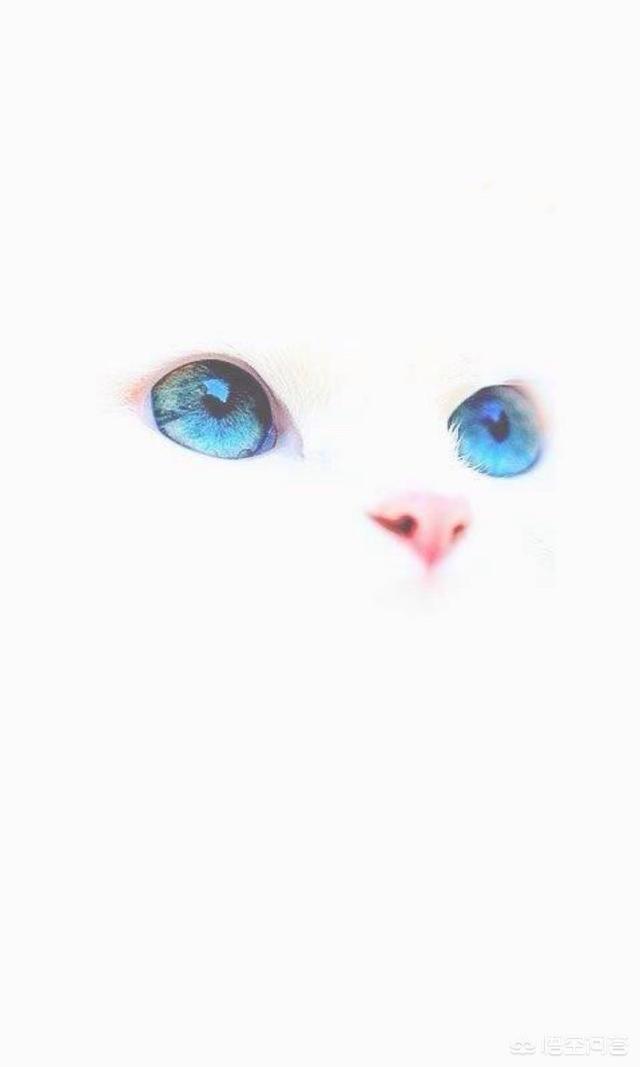 猫眼睛化脓: 猫鼻支前期眼睛严重发炎，该怎么处理好？