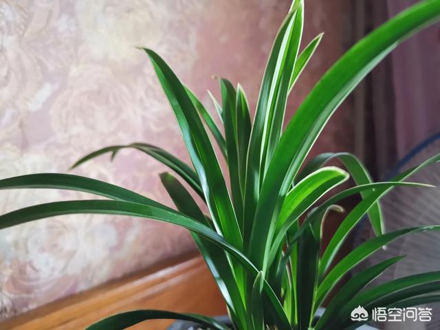 【以花会友】喜欢花花草草的朋友,可以分享一些自己养花路上的一些故事吗？