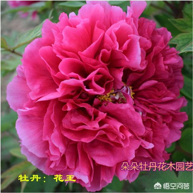 紫牡丹是长生草属吗:请问芍药和牡丹几月种植最佳？