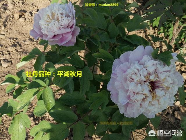 紫牡丹是长生草属吗:请问芍药和牡丹几月种植最佳？