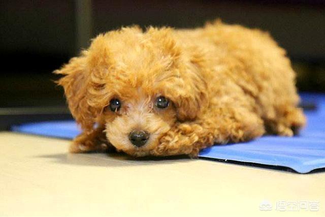 狗狗罚站视频泰迪金毛:泰迪犬犯错后你什么惩罚，都有用吗？