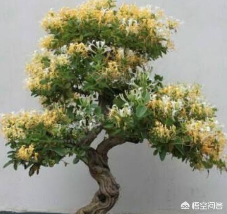 金银花又叫什么,家里庭院能养金银花吗？如何养？