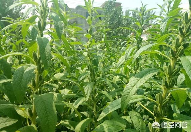 芝麻想要高产,种植的注意事项有哪些？