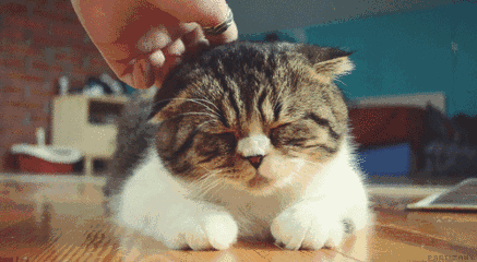 养猫还是养狗:没有养过宠物，应该先养猫还是先养狗？