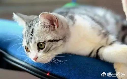 猫娘计划问题:猫娘计划  银渐层母猫拉稀半个月了？该怎么办好？