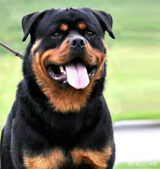 最好的家庭护卫犬:最好的家庭护卫犬排名 全世界最具护卫的犬种是哪一种？