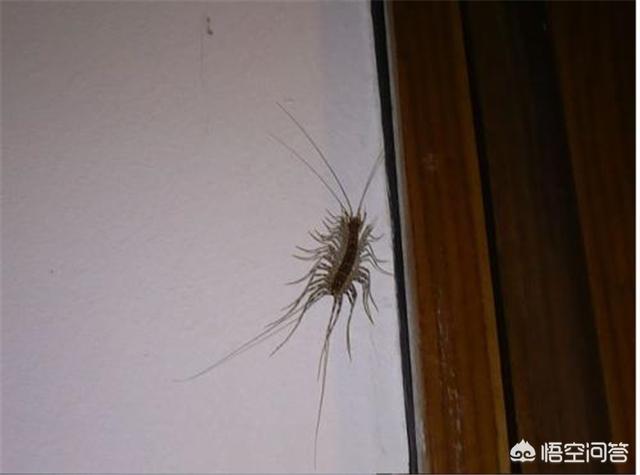 钱串子花图片:多肉钱串子需要深盆养吗为什么