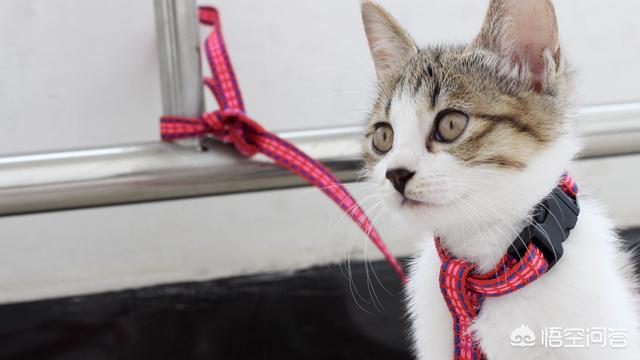 鸡肝怎么做猫爱吃:怎么做猫饭？猫吃生的还是熟的？